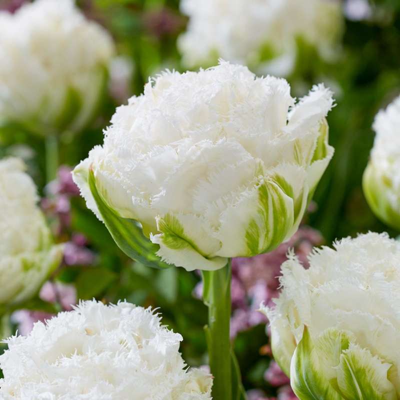 Tulipan 'Snow Crystal'